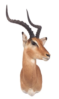 Lot 7 - Taxidermy: Common Impala (Aepyceros Melampus)...