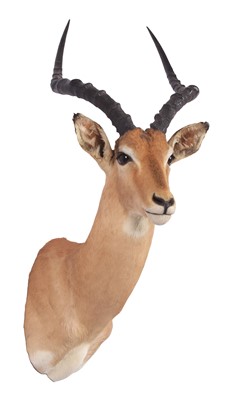 Lot 45 - Taxidermy: Common Impala (Aepyceros Melampus)...