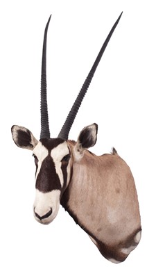 Lot 142 - Taxidermy: Gemsbok Oryx (Oryx gazella), dated...