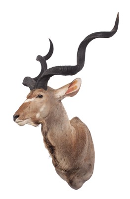 Lot 235 - Taxidermy: Cape Greater Kudu (Strepsiceros...