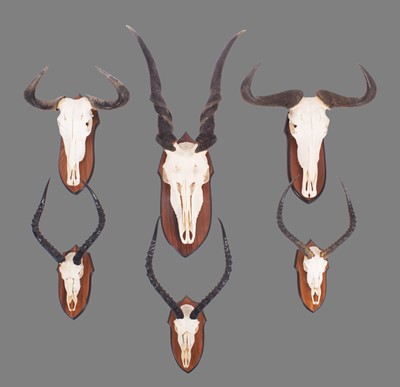 Lot 1184 - Horns/Skulls: A Group of African Game Trophies,...