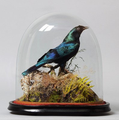 Lot 266 - Taxidermy: A Late Victorian Glossy Starling...