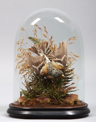 Lot 271 - Taxidermy: A Late Victorian Brambling...