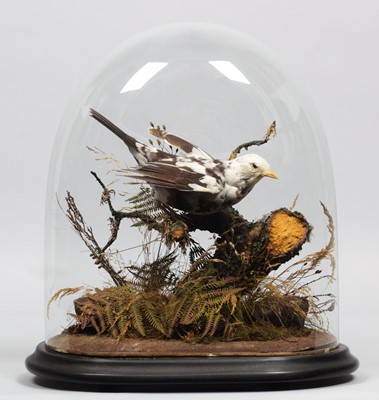 Lot 288 - Taxidermy: A Late Victorian Pied Blackbird...