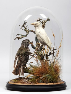 Lot 268 - Taxidermy: A Pair of Common Starlings (Sturnus...