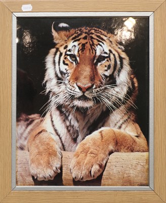 Lot 1139 - By & After Alan M Hunter "The Big Yawn", tiger...