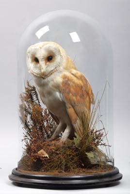 Lot 270 - Taxidermy: A Late Victorian European Barn Owl...