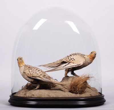 Lot 295 - Taxidermy: A Pair of Late Victorian Pallas's...