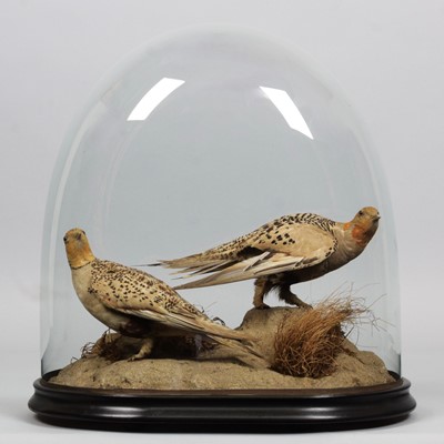 Lot 295 - Taxidermy: A Pair of Late Victorian Pallas's...