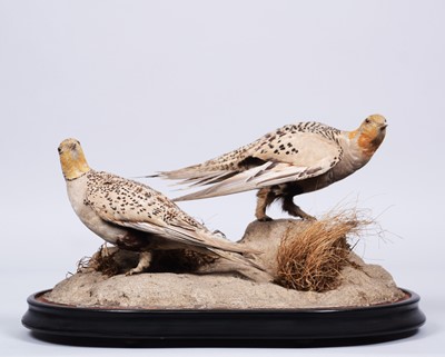 Lot 295 - Taxidermy: A Pair of Late Victorian Pallas's...