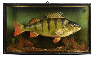 Lot 150 - Taxidermy: A Cased Perch (Perca fluviatilis),...