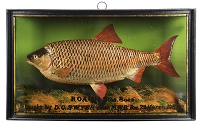 Lot 149 - Taxidermy: A Cased Roach (Rutilus rutilus),...