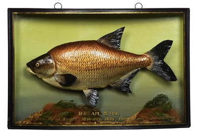 Lot 151 - Taxidermy: A Cased Common Bream (Abramis...