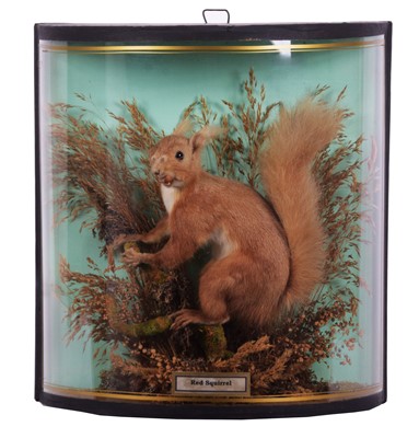 Lot 1192 - Taxidermy: A Late Victorian Cased Red Squirrel...