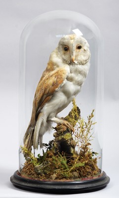 Lot 1115 - Taxidermy: A Late Victorian Barn Owl (Tyto...