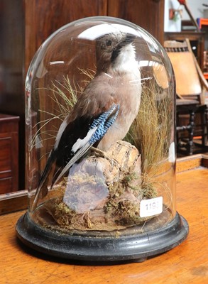 Lot 1193 - Taxidermy: A European Jay (Garrulus...