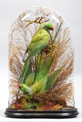 Lot 38 - Taxidermy: A Pair of Late Victorian...