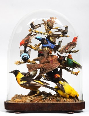 Lot 242 - Taxidermy: A Late Victorian Display of World...