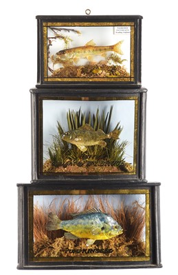 Lot 159 - Taxidermy: A Cased Ruffe, Pumpkinseed and...