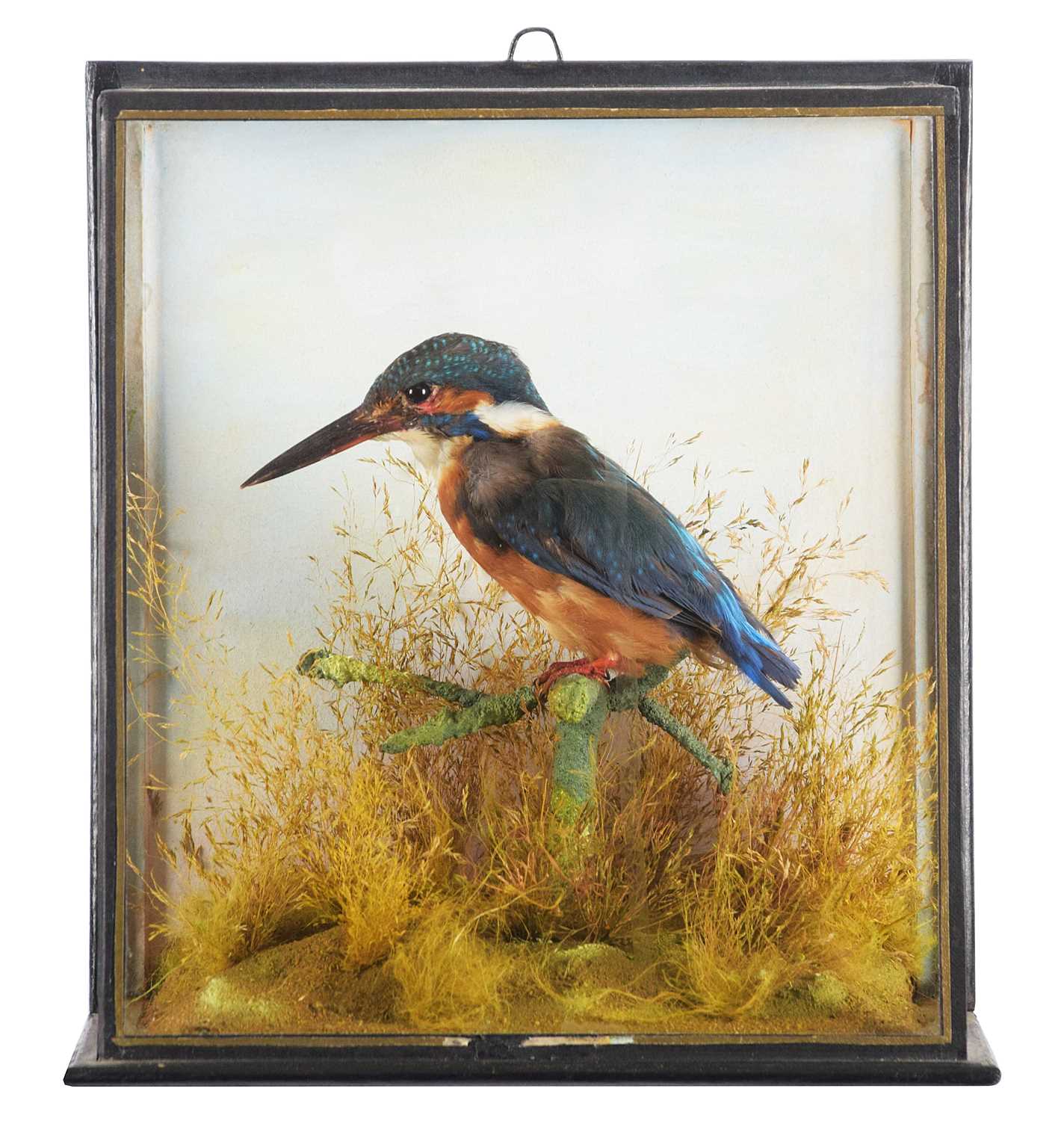 Lot 92 - Taxidermy: A Cased European Kingfisher (Alcedo...