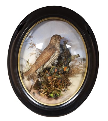 Lot 40 - Taxidermy: A Late Victorian Wall Domed Common...