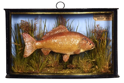 Lot 297 - Taxidermy: A Cased Rare Golden Carp (Cyprinus...