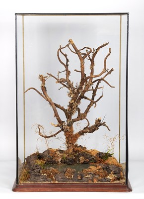 Lot 77 - Natural History: A Large Taxidermy Display...