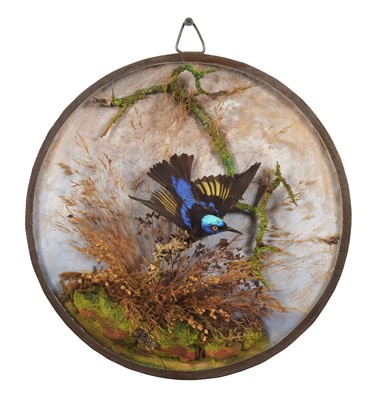 Lot 290 - Taxidermy: A Late Victorian Wall Cased...