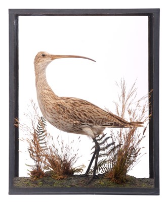 Lot 172 - Taxidermy: European Curlew (Numenius arquata),...