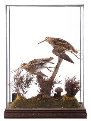 Lot 173 - Taxidermy: A Cased Pair of Common Snipe...