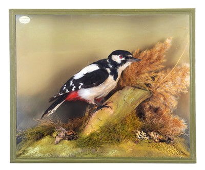 Lot 174 - Taxidermy: A Cased Greater Spotted Woodpecker...