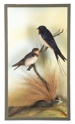 Lot 176 - Taxidermy: A Cased Pair of European Swallows...