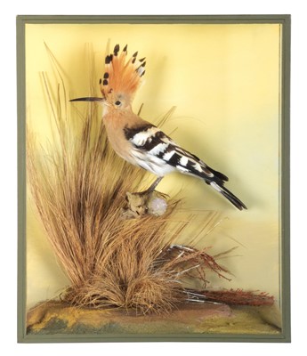 Lot 177 - Taxidermy: A Cased European Hoopoe (Upupa...