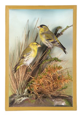 Lot 178 - Taxidermy: A Cased Pair of Siskins (Carduelis...