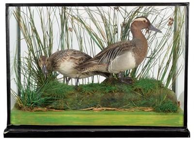 Lot 209 - Taxidermy: A Cased Pair of Garganey Ducks...