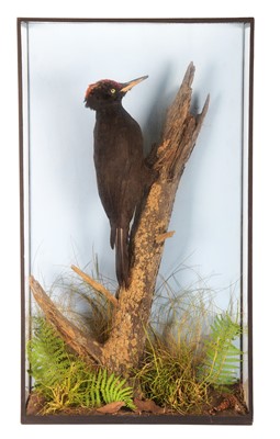 Lot 179 - Taxidermy: A Cased Black Woodpecker (Dryocopus...