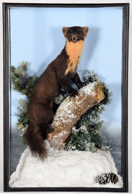 Lot 208 - Taxidermy: Scottish Pine Marten (Martes...