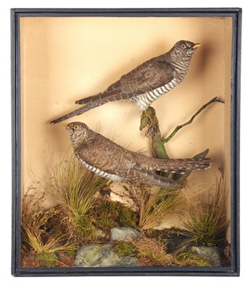 Lot 180 - Taxidermy: A Late Victorian Cased Pair of...