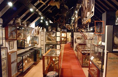 Lot 181 - Taxidermy: A Late Victorian Cased Montagu's...