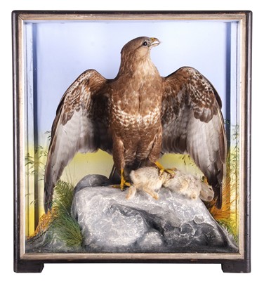 Lot 182 - Taxidermy: A Cased Common Buzzard (Buteo...