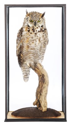 Lot 202 - Taxidermy: A Cased North American Great Horned...