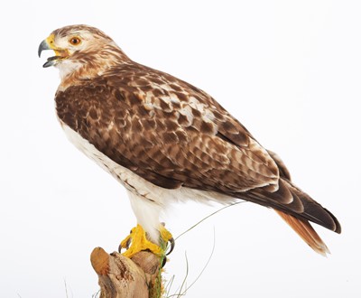 Lot 205 - Taxidermy: A Cased Red-Tailed Hawk (Buteo...
