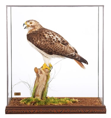 Lot 205 - Taxidermy: A Cased Red-Tailed Hawk (Buteo...