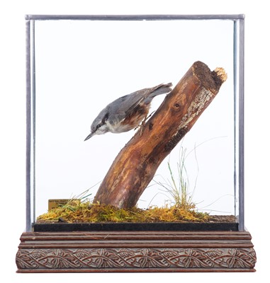 Lot 183 - Taxidermy: A Cased European Nuthatch (Sitta...