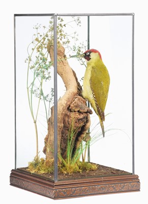 Lot 184 - Taxidermy: A Cased Green Woodpecker (Picus...