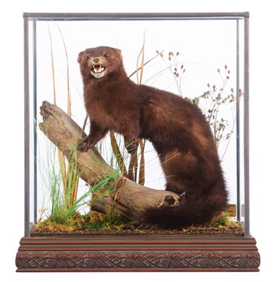 Lot 164 - Taxidermy: A Cased European Mink (Mustela...