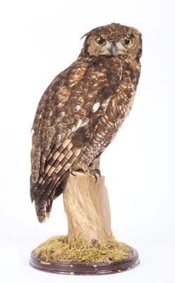 Lot 211 - Taxidermy: African Spotted Eagle-Owl (Bubo...