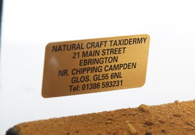 Lot 91 - Taxidermy: Crested Caracara (Caracara plancus),...