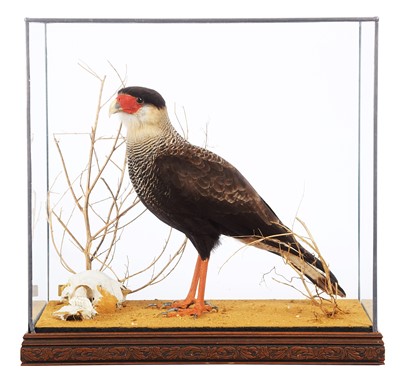 Lot 217 - Taxidermy: Crested Caracara (Caracara plancus),...