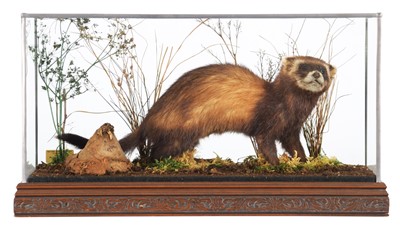 Lot 165 - Taxidermy: A Cased Polecat (Mustela putorius),...